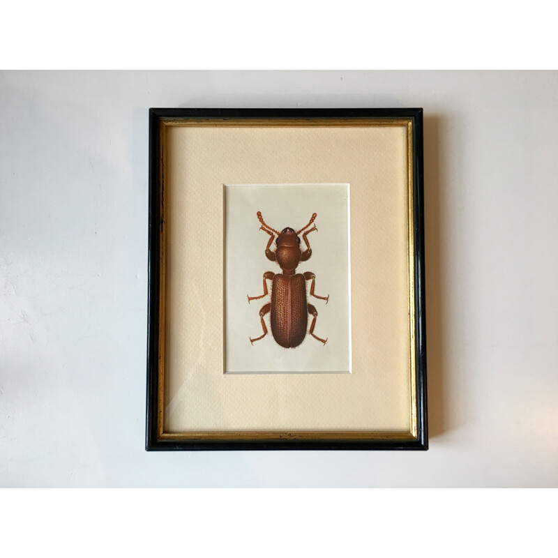 Vintage painting beetle