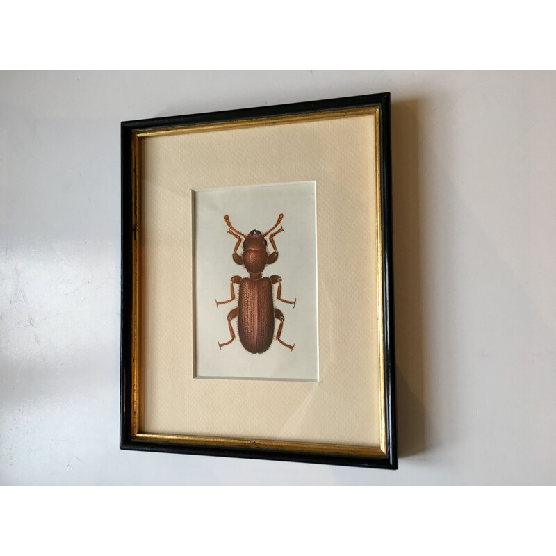 Vintage painting beetle