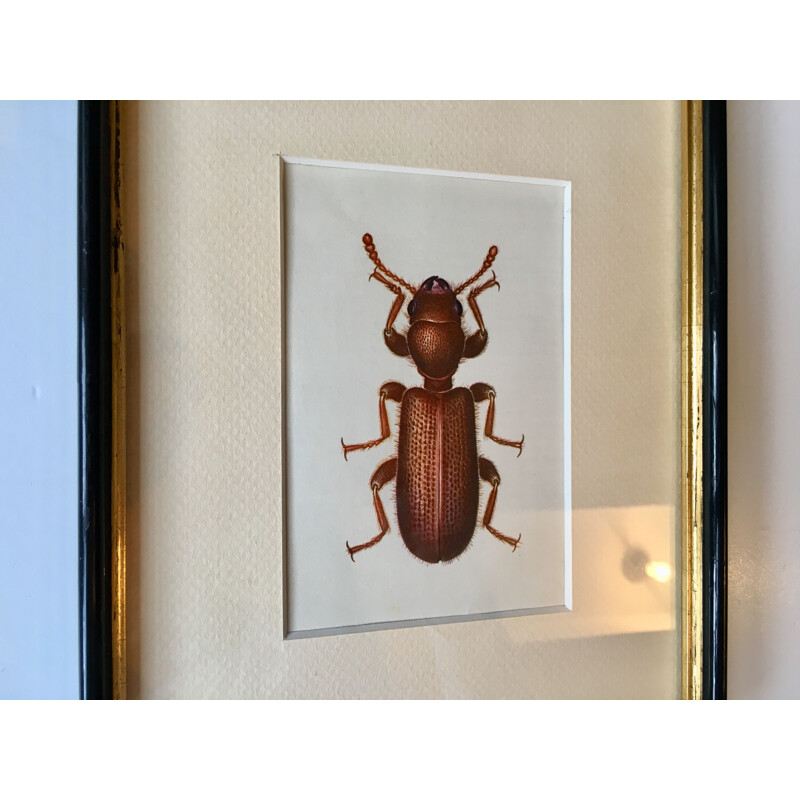 Vintage painting beetle
