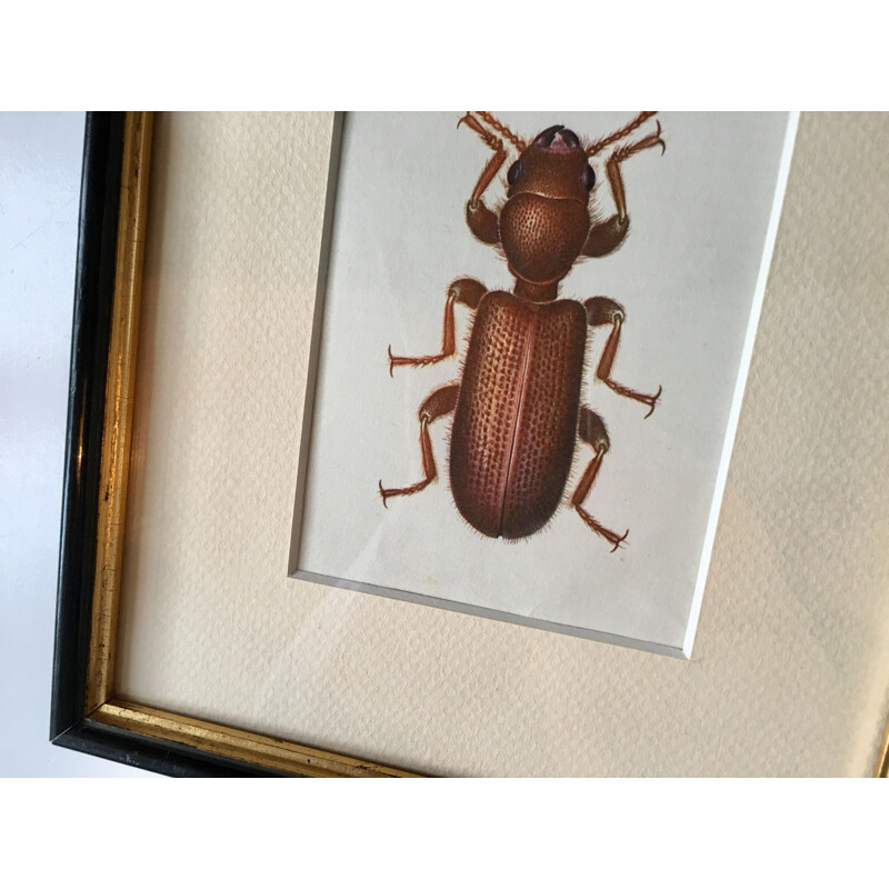 Vintage painting beetle