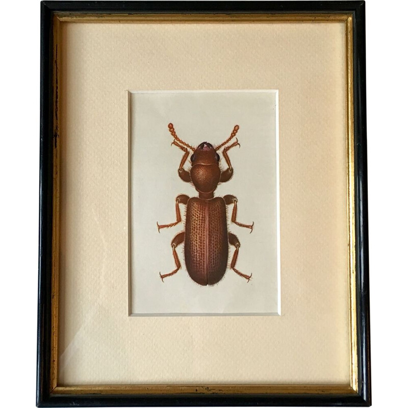 Vintage painting beetle