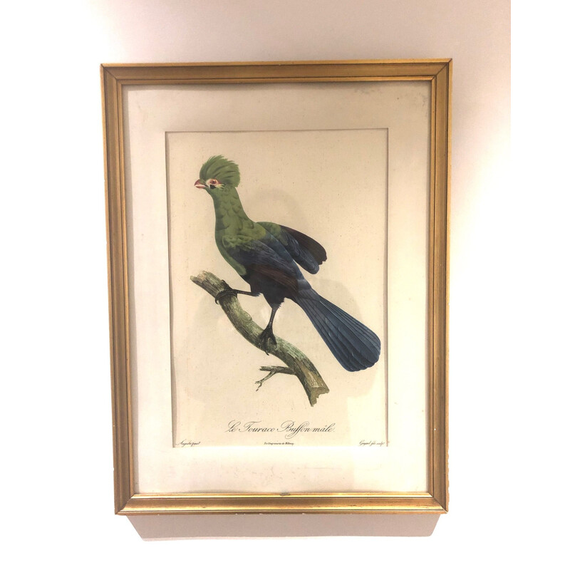 Gravure oiseau vintage, 1950