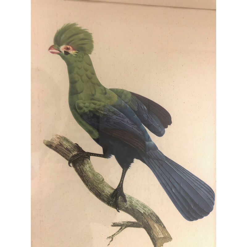 Grabado antiguo de un pájaro, 1950