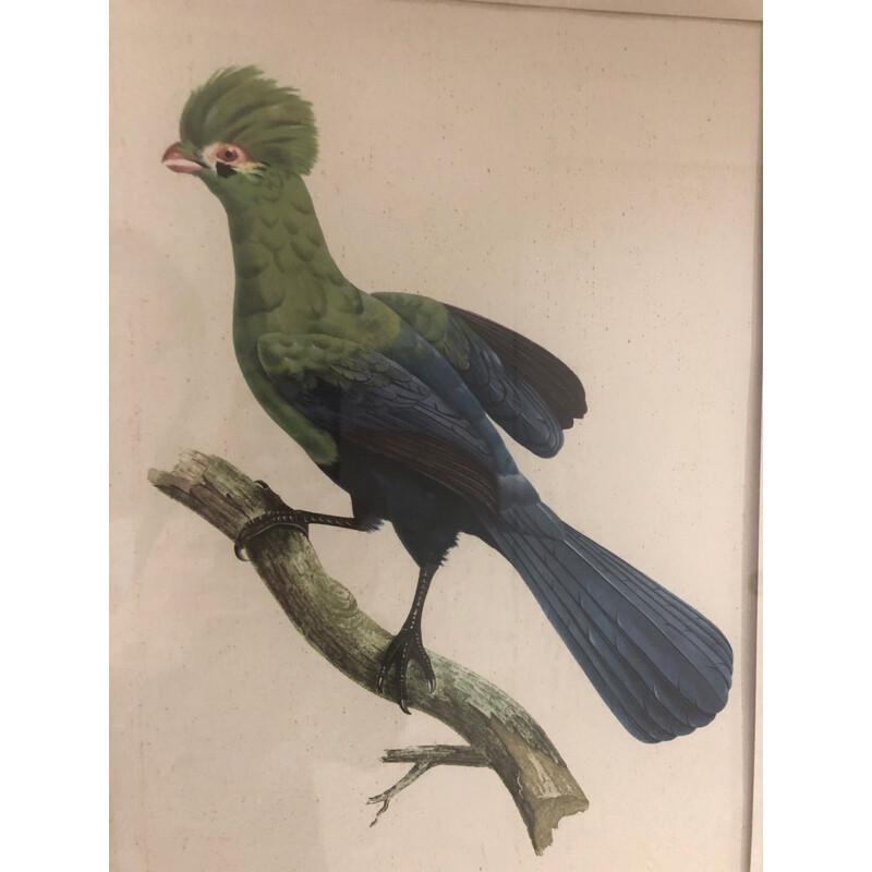 Grabado antiguo de un pájaro, 1950