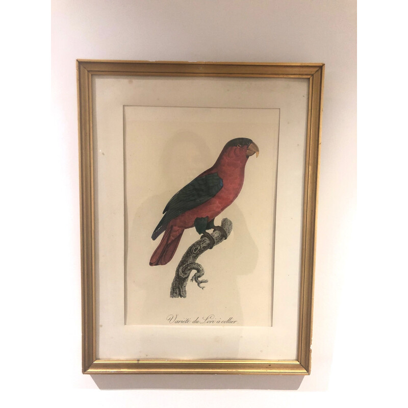 Gravure oiseau vintage 1950