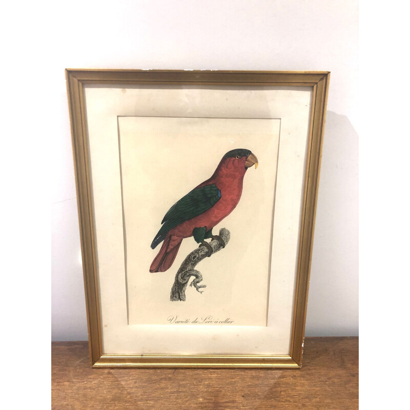 Gravure oiseau vintage 1950