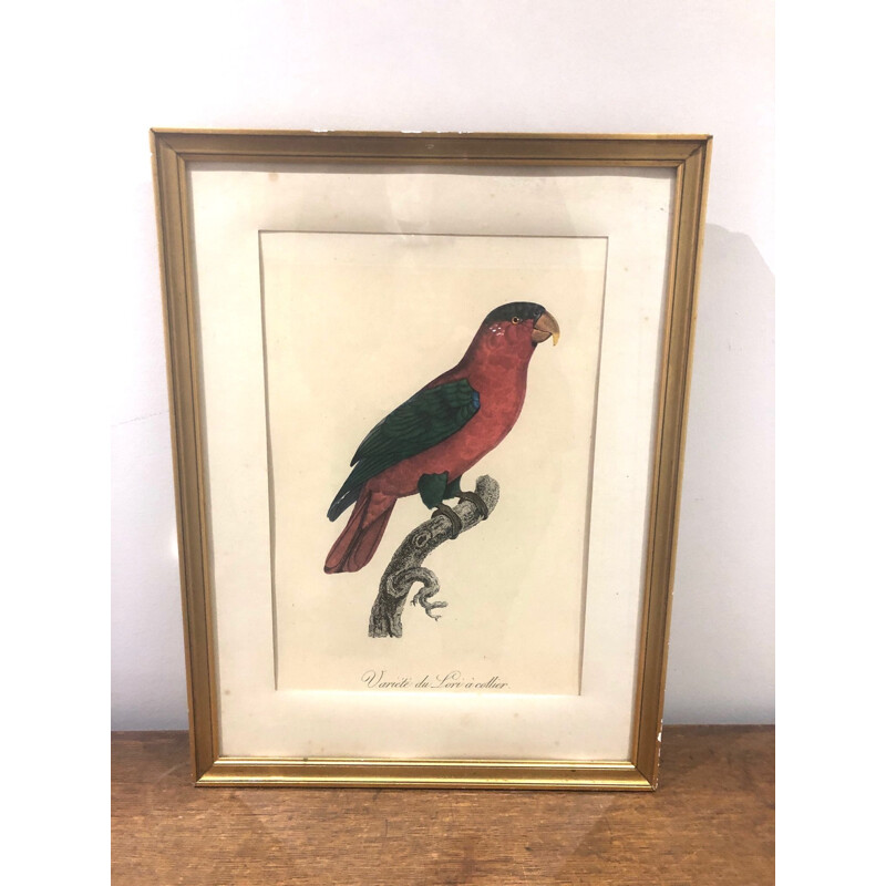 Vintage bird engraving 1950