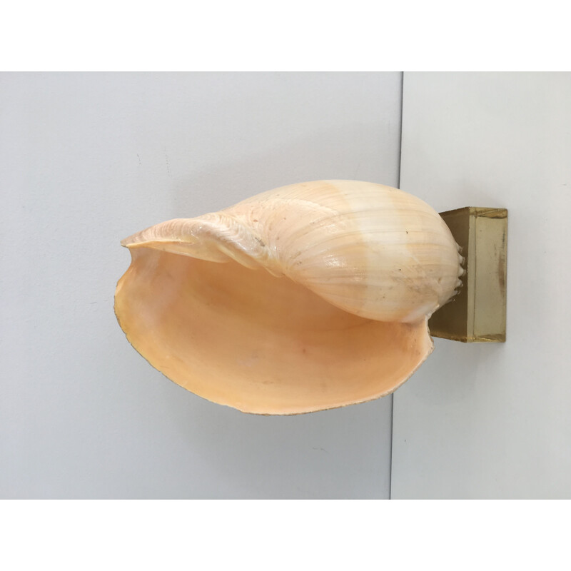 Decorative vintage shell on Plexiglas base, 1970