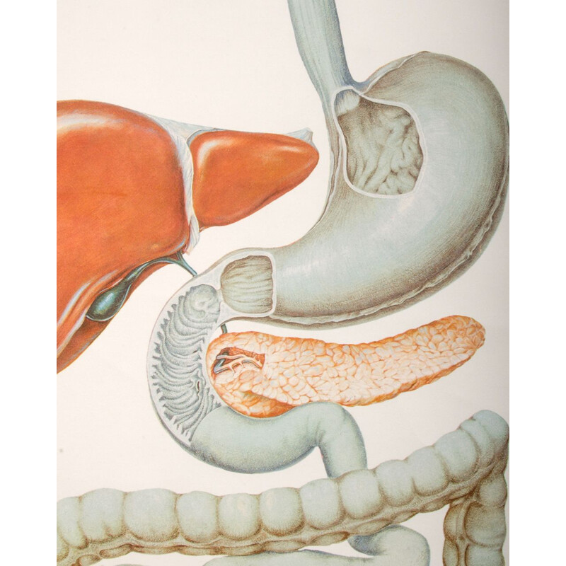 Cartel antiguo de anatomía del Deutsches Museo de Higiene de Dresde, 1970