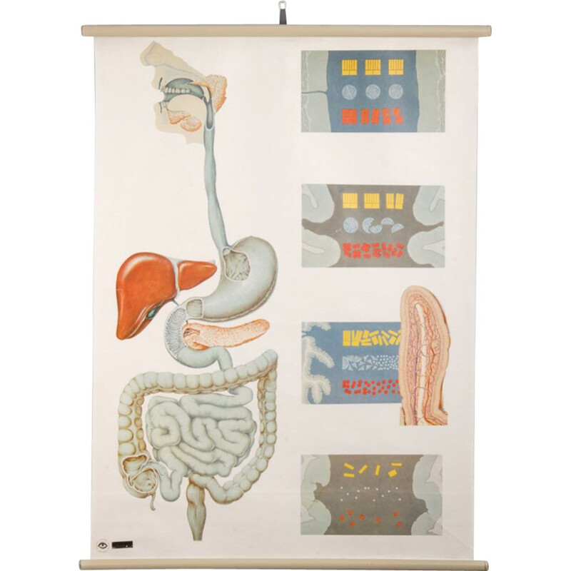 Cartel antiguo de anatomía del Deutsches Museo de Higiene de Dresde, 1970