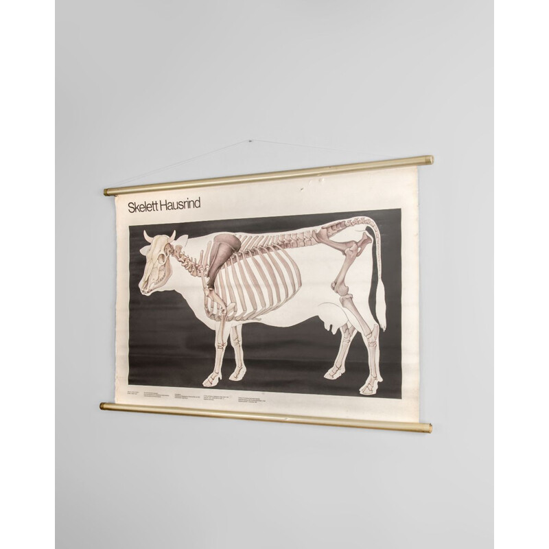 Vintage Cow Anatomy Poster from Volk und Wissen Volkseigener Verlag, 1982