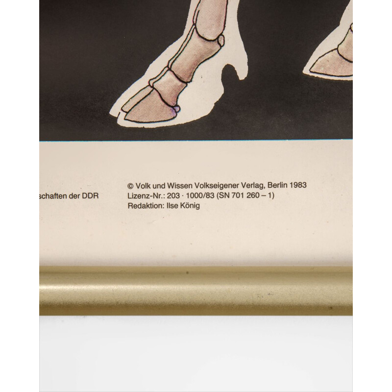 Affiche sur l'anatomie de la vache vintage de Volk und Wissen Volkseigener Verlag, 1982