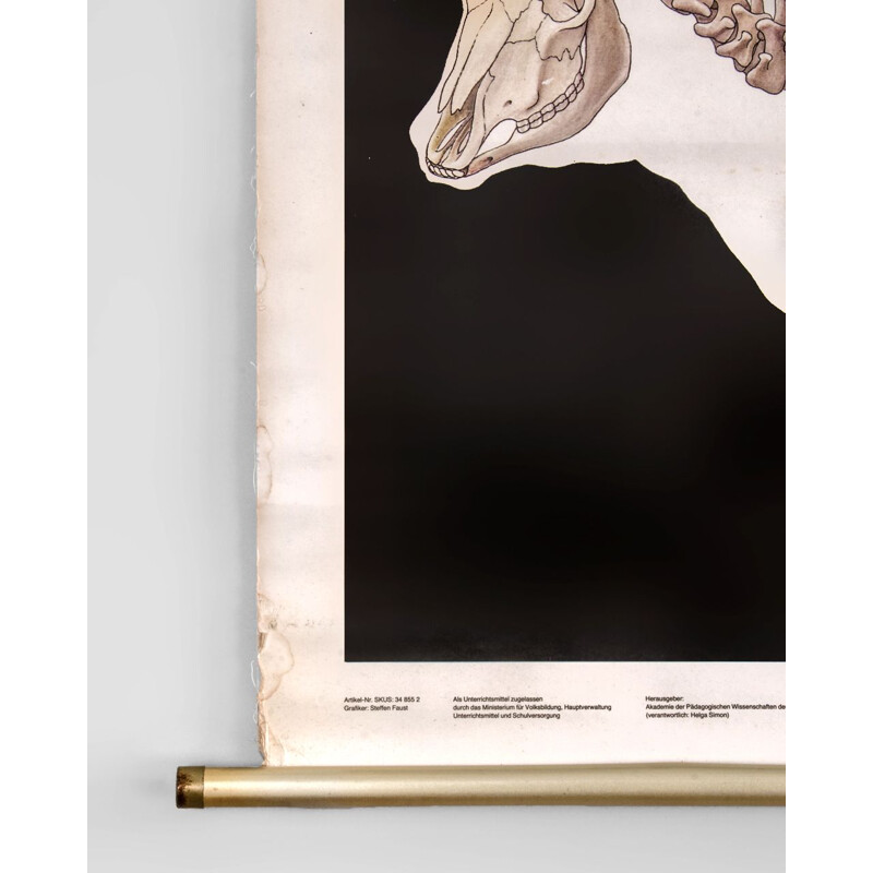 Vintage Cow Anatomy Poster from Volk und Wissen Volkseigener Verlag, 1982