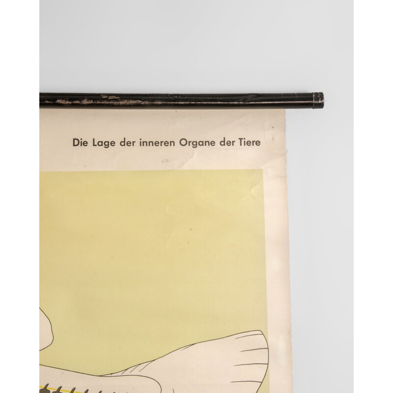 Cartaz de anatomia de peixe vintage Volk und Wissen Volkseigener Verlag, 1980
