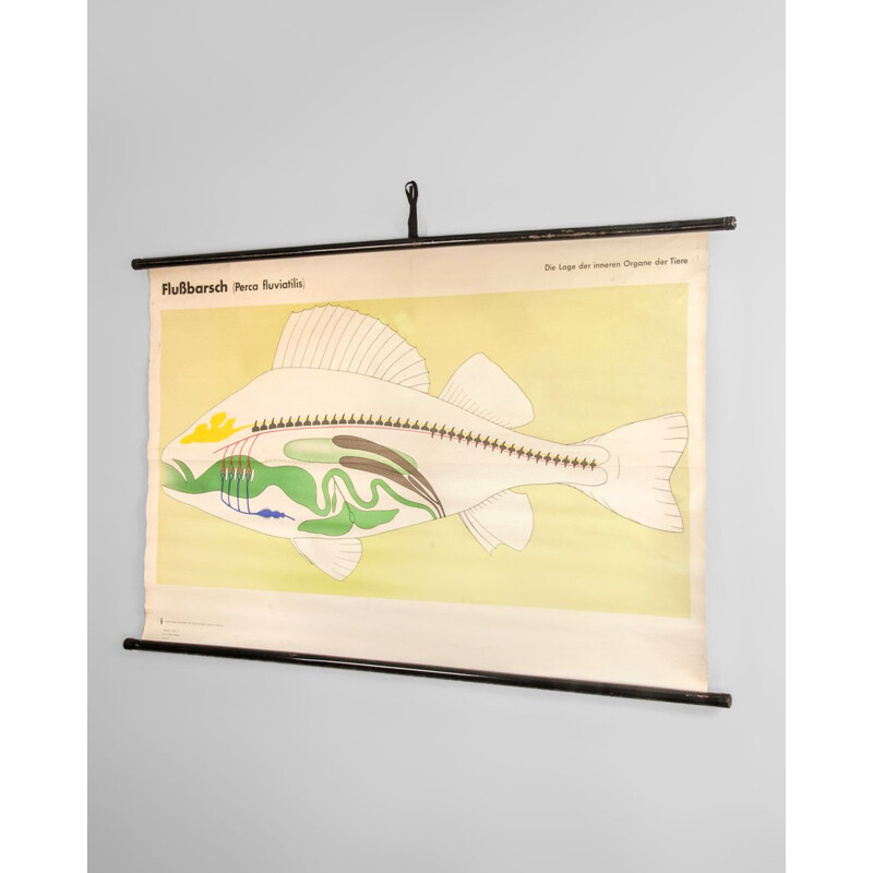 Vintage fish anatomy poster by Volk und Wissen Volkseigener Verlag, 1980