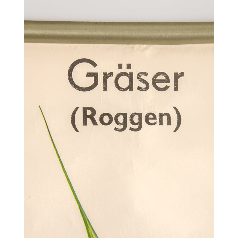 Vintage botanical poster by Volk und Wissen Volkseigener Verlag, 1980