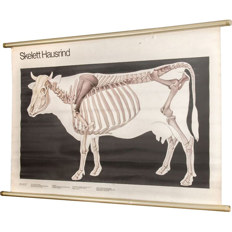 Vintage Cow Anatomy Poster from Volk und Wissen Volkseigener Verlag, 1982