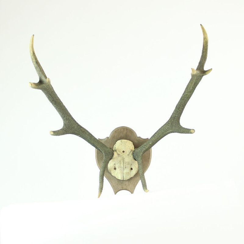 Big Vintage Deer Antlers Austria Circa 1920s