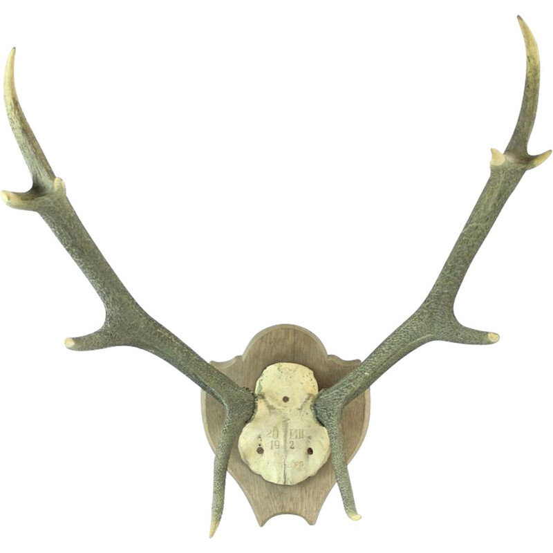 Big Vintage Deer Antlers Austria Circa 1920s