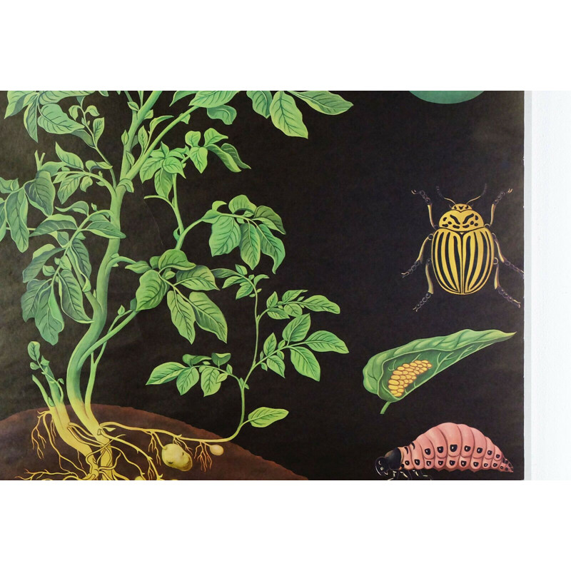 Vintage school chart potato botanical poster by jung koch quentell for hagemann 1960s