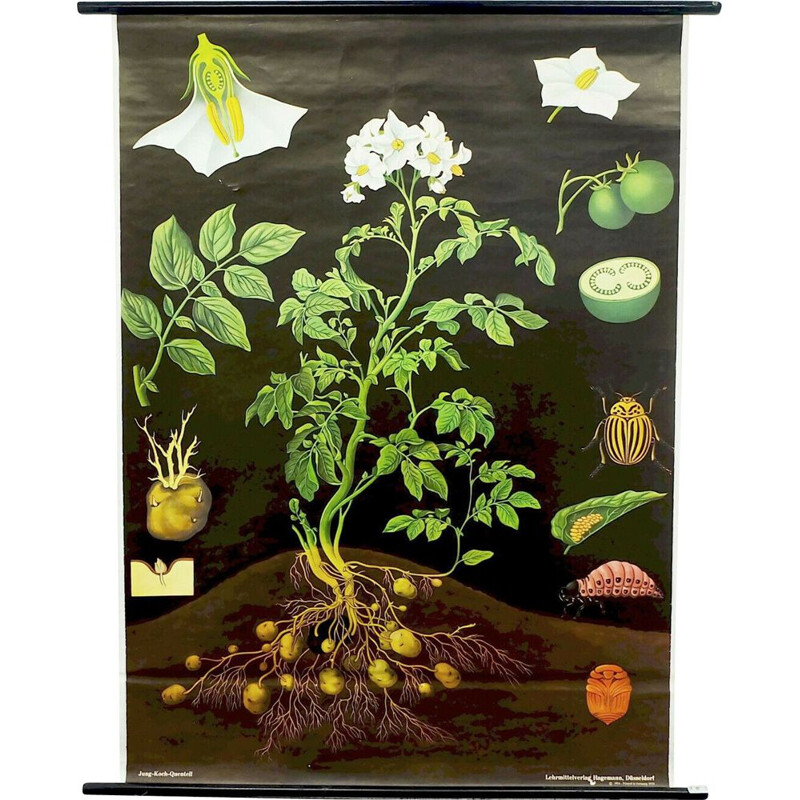 Vintage school chart potato botanical poster by jung koch quentell for hagemann 1960s