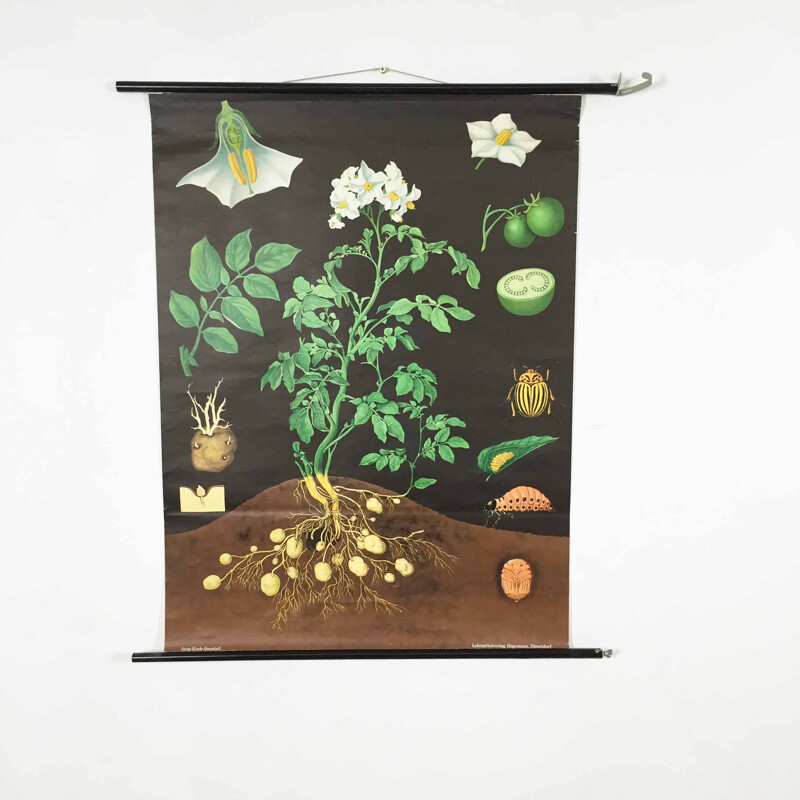 Poster scolastico d'epoca "Pomme de terre" di Jung-Koch Quentell, 1960
