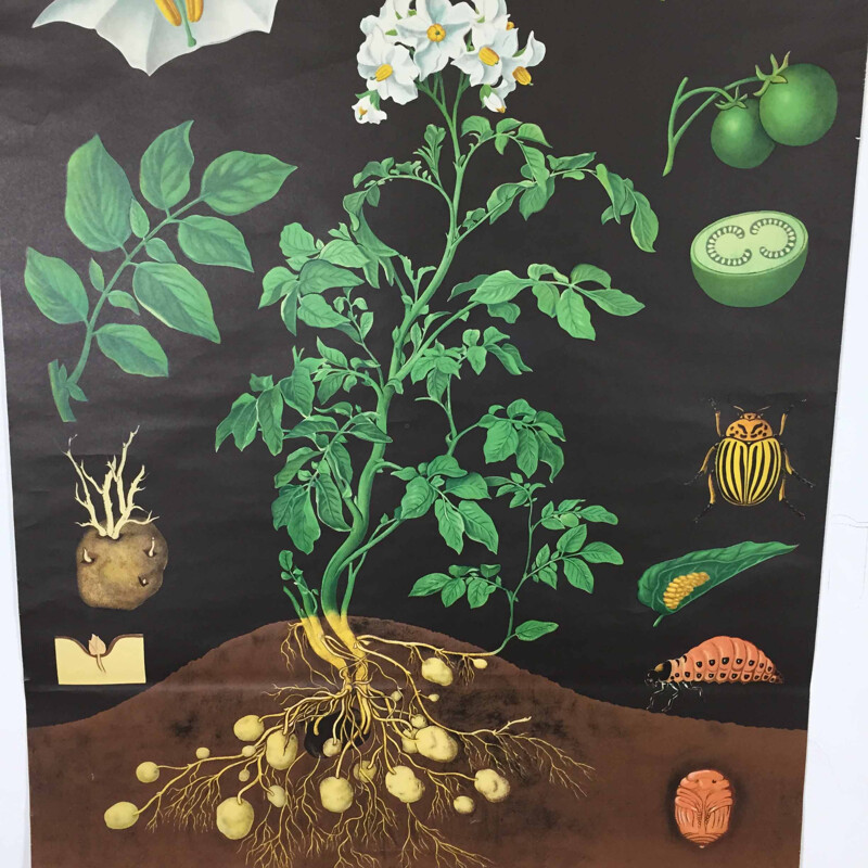 Affiche scolaire vintage "Pomme de terre", Jung-Koch QUENTELL - 1960