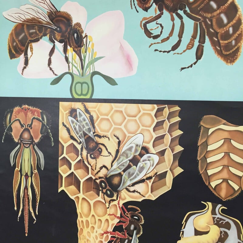 Affiche éducative vintage déroulante "Honey Bee", Jung-Koch QUENTELL - 1960