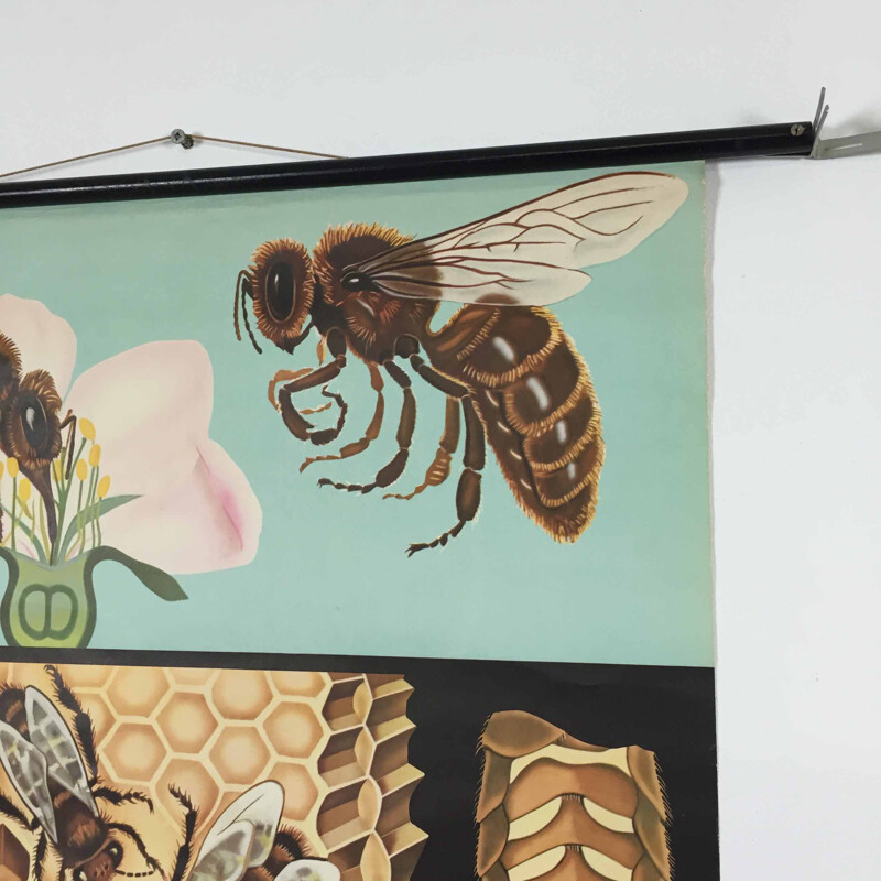Affiche éducative vintage déroulante "Honey Bee", Jung-Koch QUENTELL - 1960