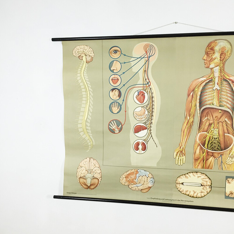 Poster didattico d'epoca sul sistema nervoso di Jung-Koch Quentell, 1960