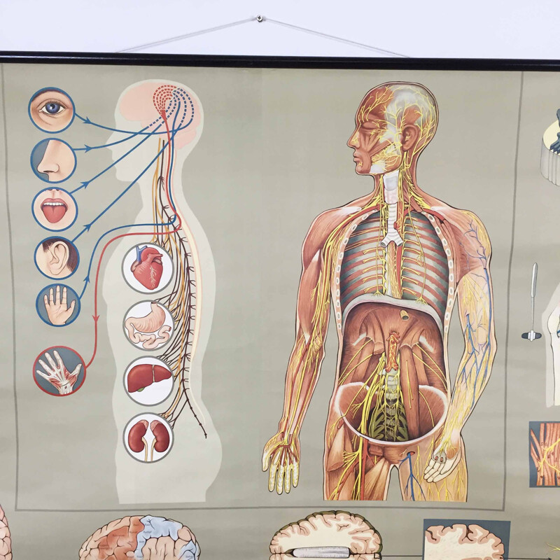 Vintage educational poster on the nervous system by Jung-Koch Quentell, 1960