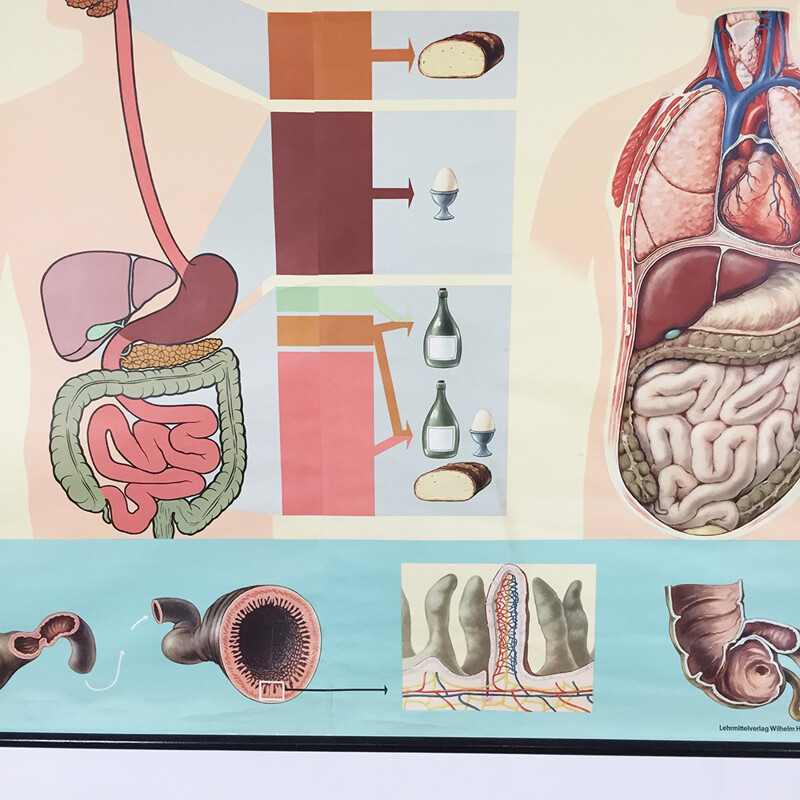 Vintage educatieve poster over de anatomie van het menselijk lichaam door Jung-Koch Quentell, 1970