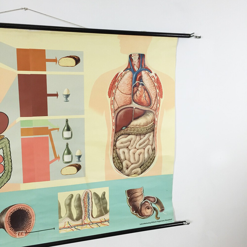 Grand affiche éducative vintage sur l'anatomie du corps humain, Jung-Koch QUENTELL - 1970