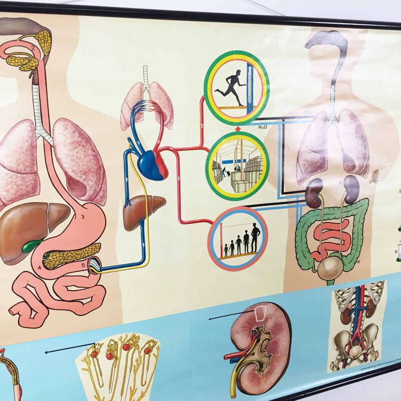 Affiche éducative vintage sur l'anatomie du corps humain par Jung-Koch Quentell, 1970