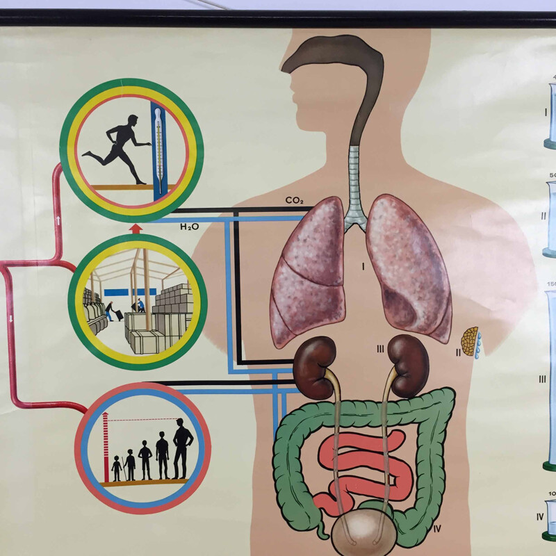 Poster didattico d'epoca sull'anatomia del corpo umano di Jung-Koch Quentell, 1970