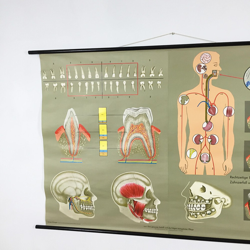 Cartel educativo vintage sobre los dientes de Jung-Koch Quentell, 1960