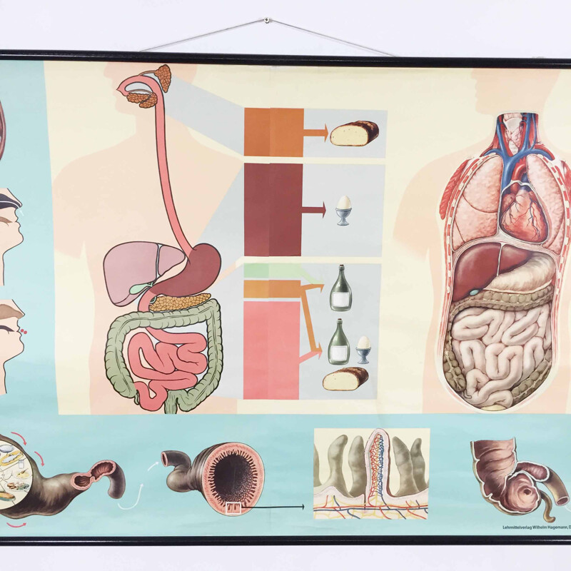 Grande affiche éducative vintage sur la digestion, Jung-Koch QUENTELL - 1960