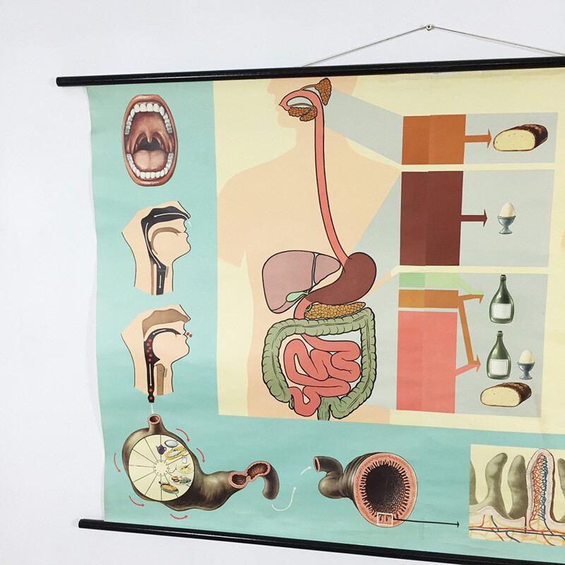 Grande affiche éducative vintage sur la digestion, Jung-Koch QUENTELL - 1960