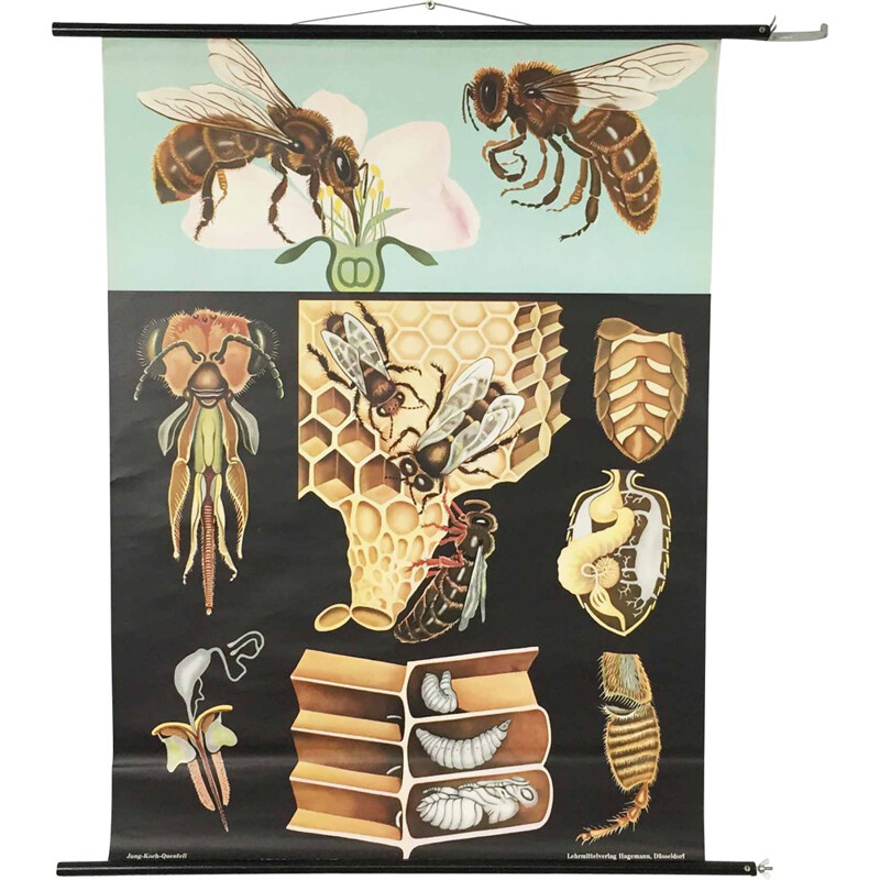 "Honey Bee" educational chart, Jung-Koch QUENTELL - 1960s
