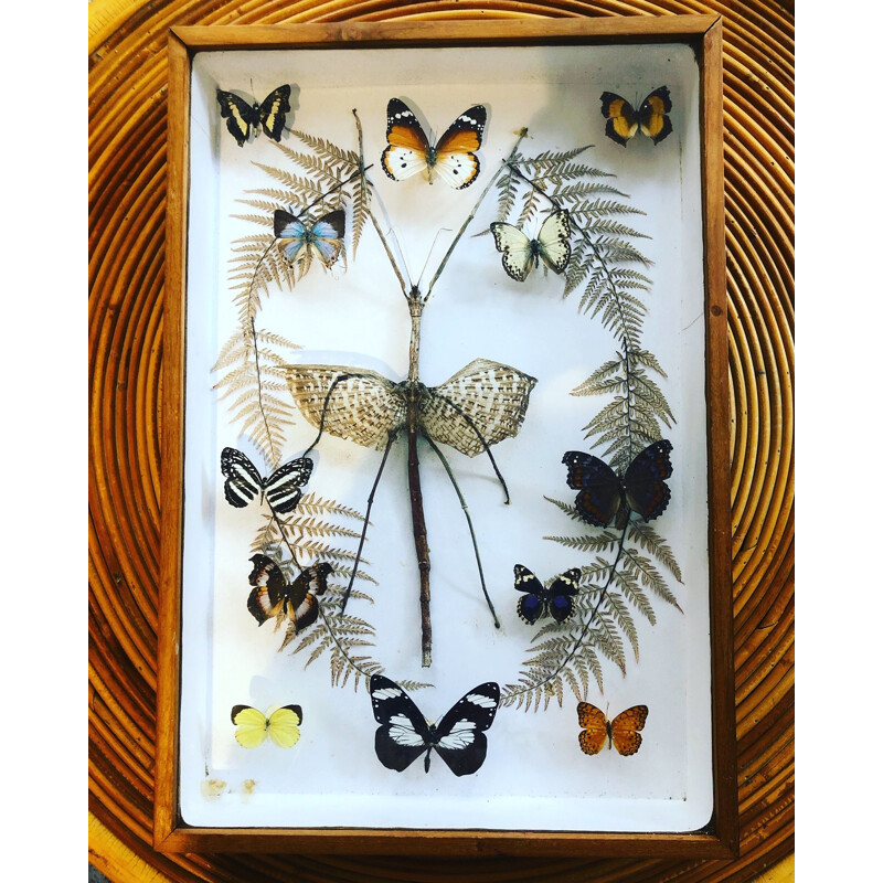 Vintage butterfly box 1960 