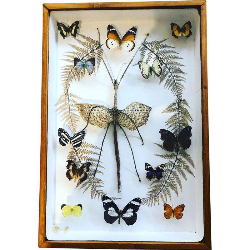 Vintage butterfly box 1960 