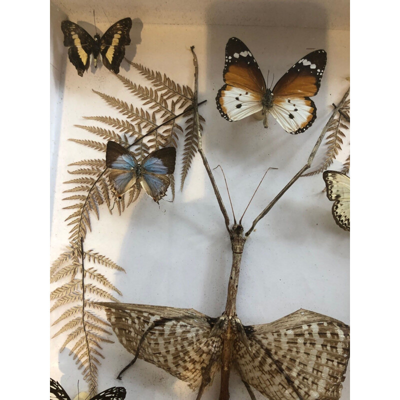 Boite vintage de papillons 1960 