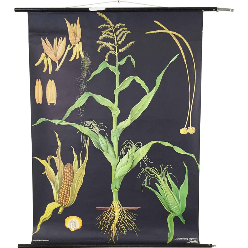 "Corn" educational chart, Jung-Koch QUENTELL - 1960s