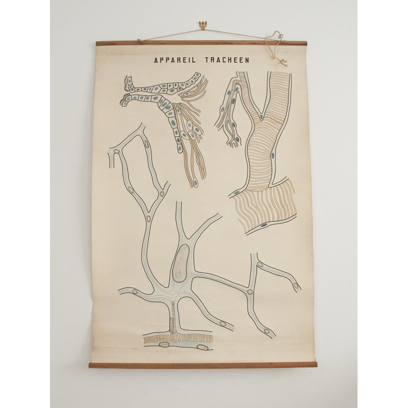 Mid century anatomical "tracheal system" poster - 1950s
