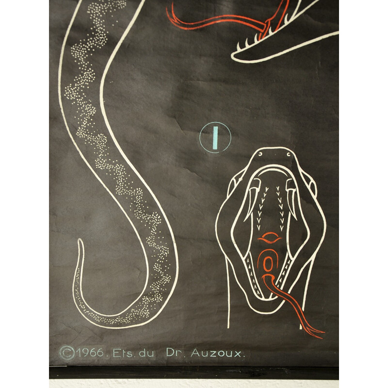 Mid century educative "Snakes" poster, P SOUGY - 1966