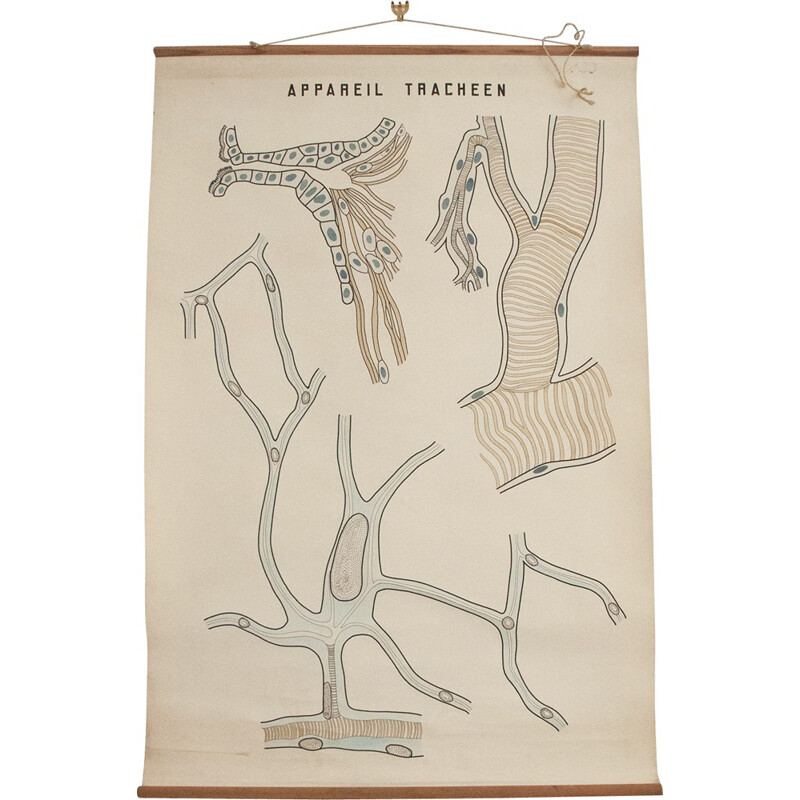 Affiche anatomique vintage "Appareil trachéen" - 1950