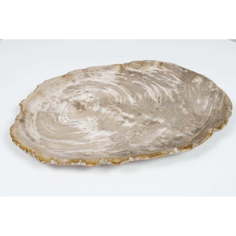 Large vintage Petrified Wooden Plate In Beige Tones, Home Accessory Of Organic Origin