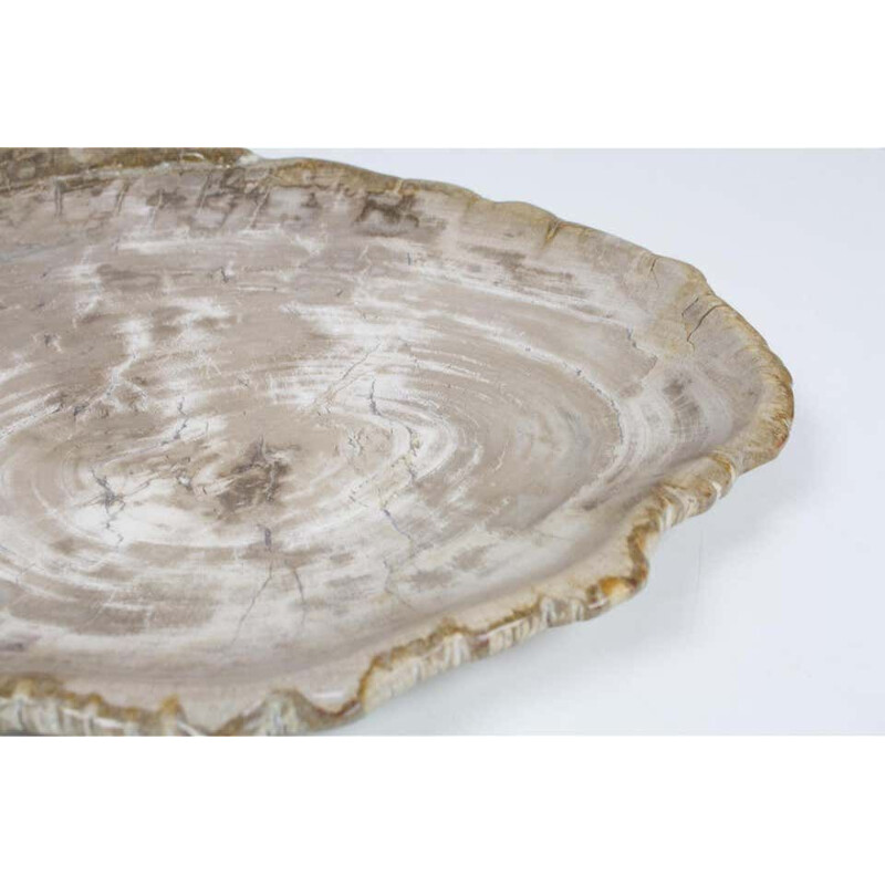 Large vintage Petrified Wooden Plate In Beige Tones, Home Accessory Of Organic Origin