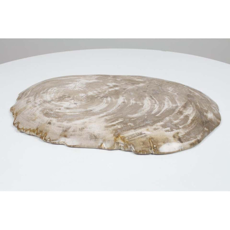 Large vintage Petrified Wooden Plate In Beige Tones, Home Accessory Of Organic Origin