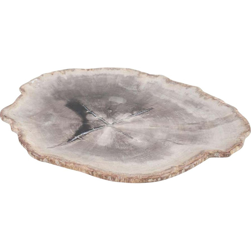 Vintage Petit Petrified Wood Plate In Beige And Hard Coal, Accessory Of Organic Origin